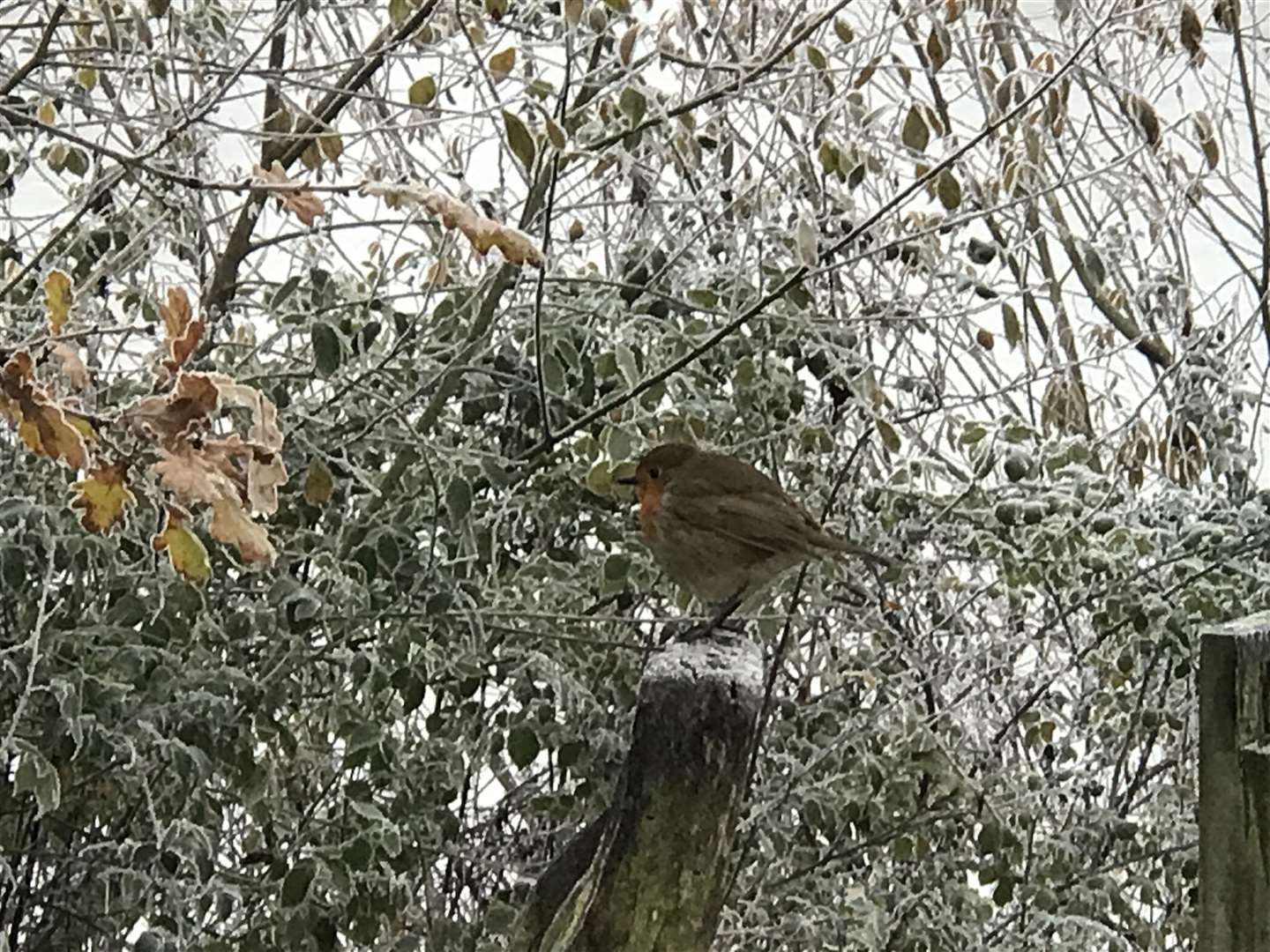 This robin was photographed at Thatcham lakes by Erik Jordens