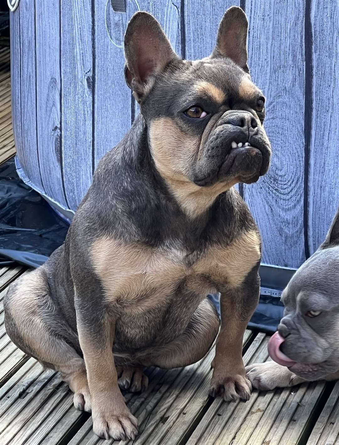 French Bulldog Marnie, age 2 from Swindon, Wiltshire