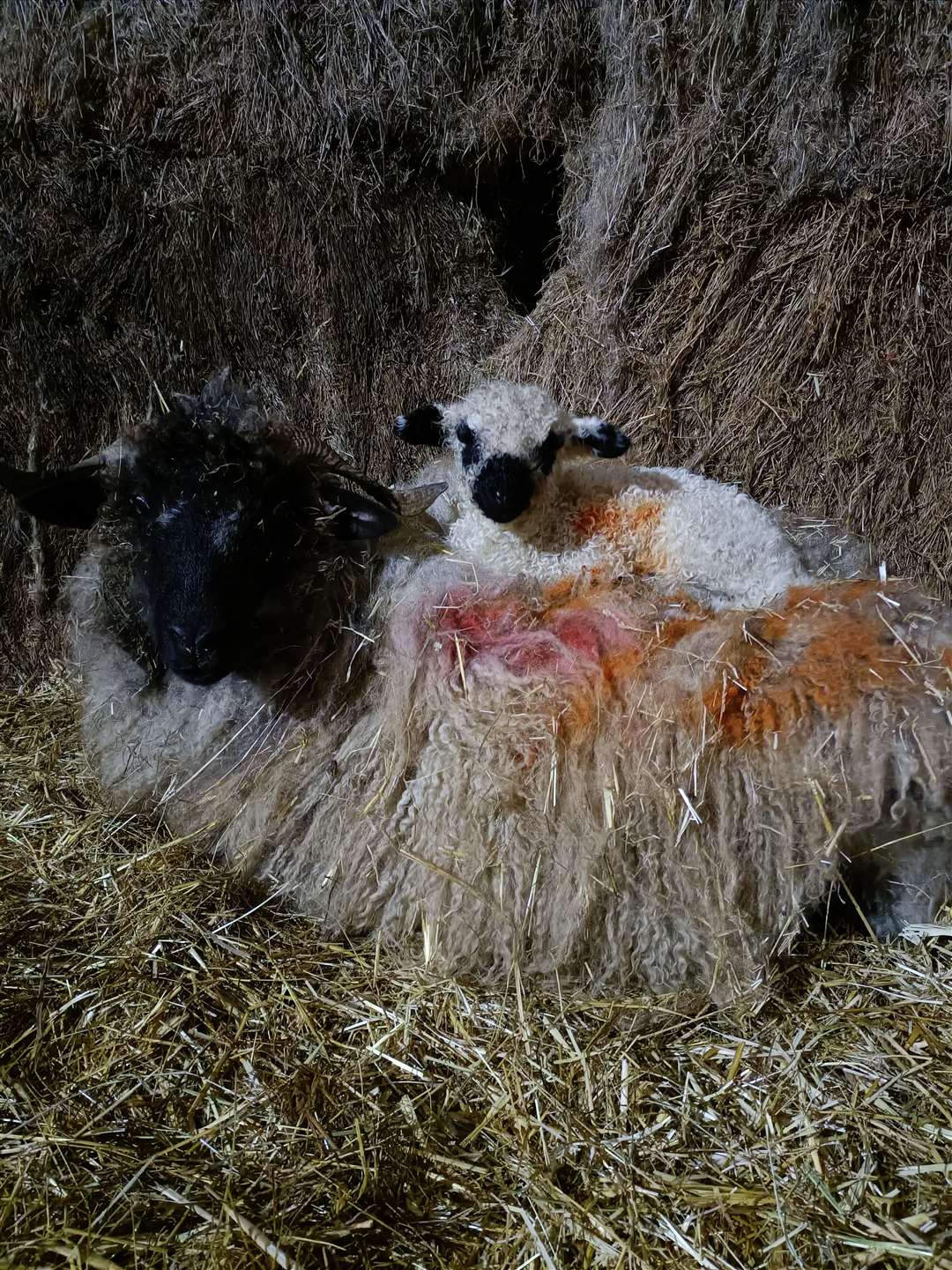 Lambing time has begun at Mazelands Farm