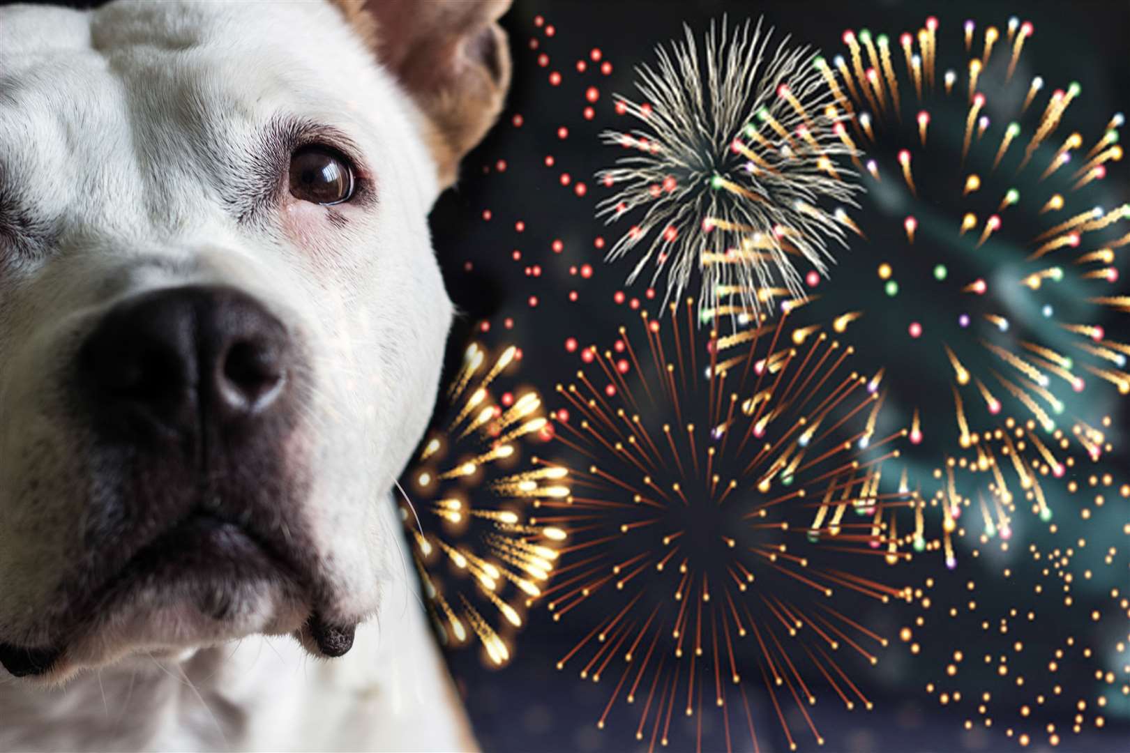 dog (61530392)