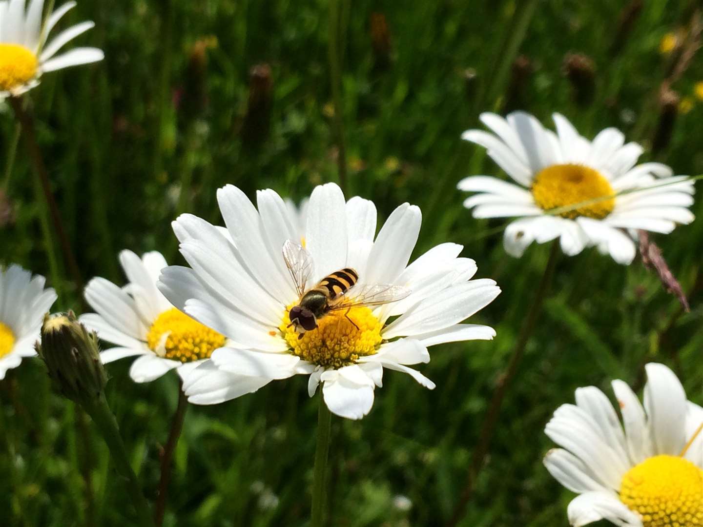 Oxeye daisy visiting by marmalade hoverfly Picture: Trevor Dines Plantlife