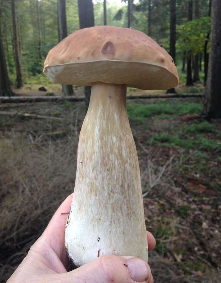 Cep/porcino