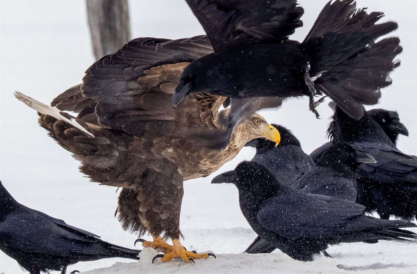 White tailed eagle