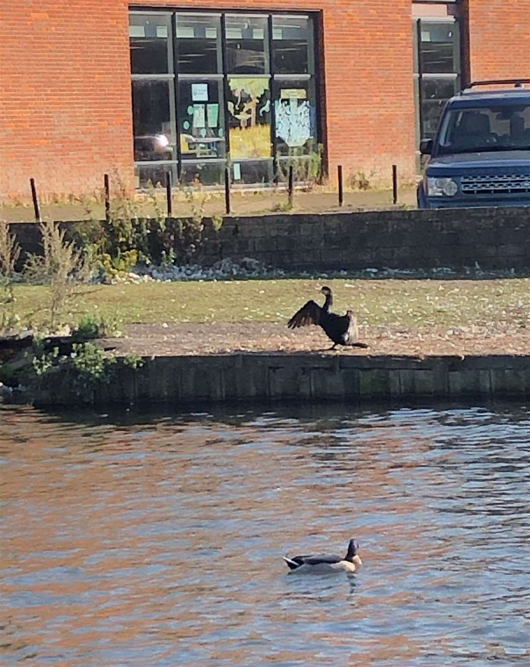 A cormorant at the Wharf in Newbury