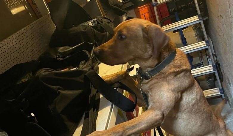 Cooper the sniffer dog