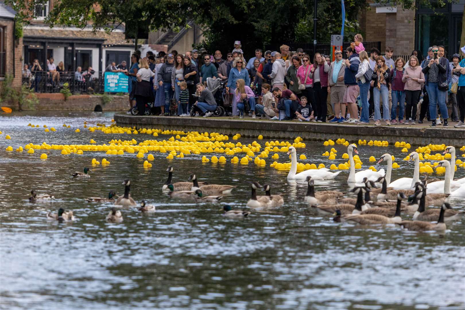 Newbury Duck Race