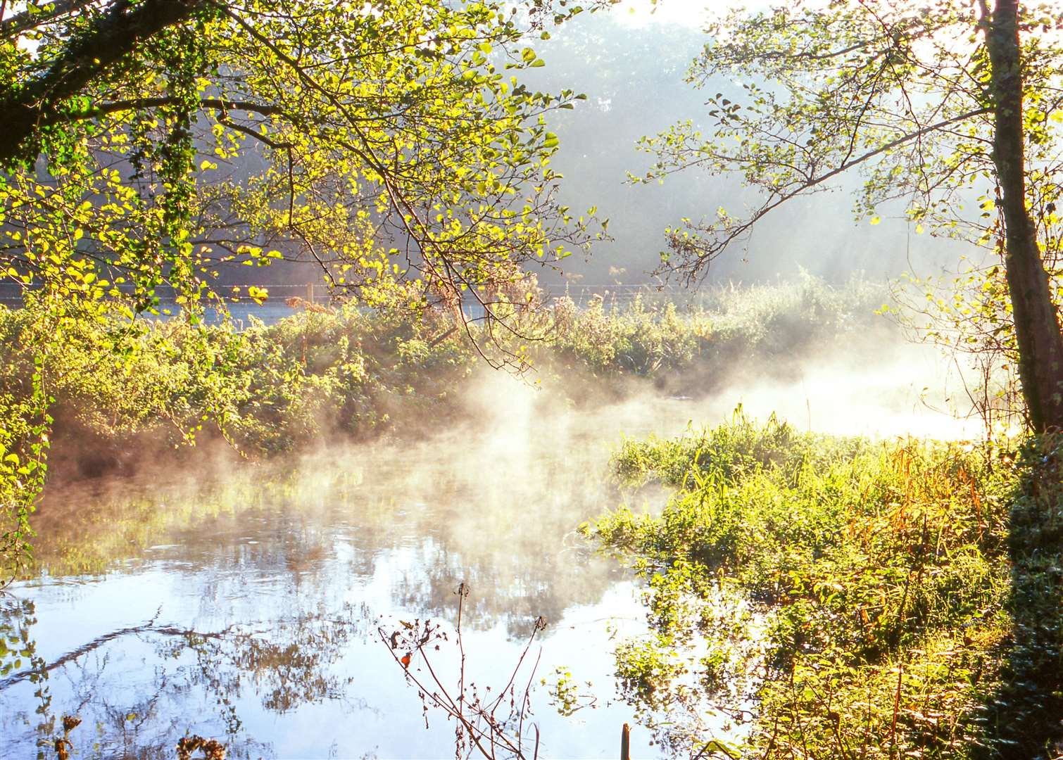 The River Pang in Moor Copse, credit: Clive Ormonde (56850218)