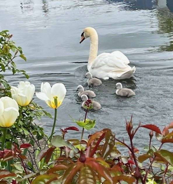 A swan and cygnets at Mill Lane, Newbury.