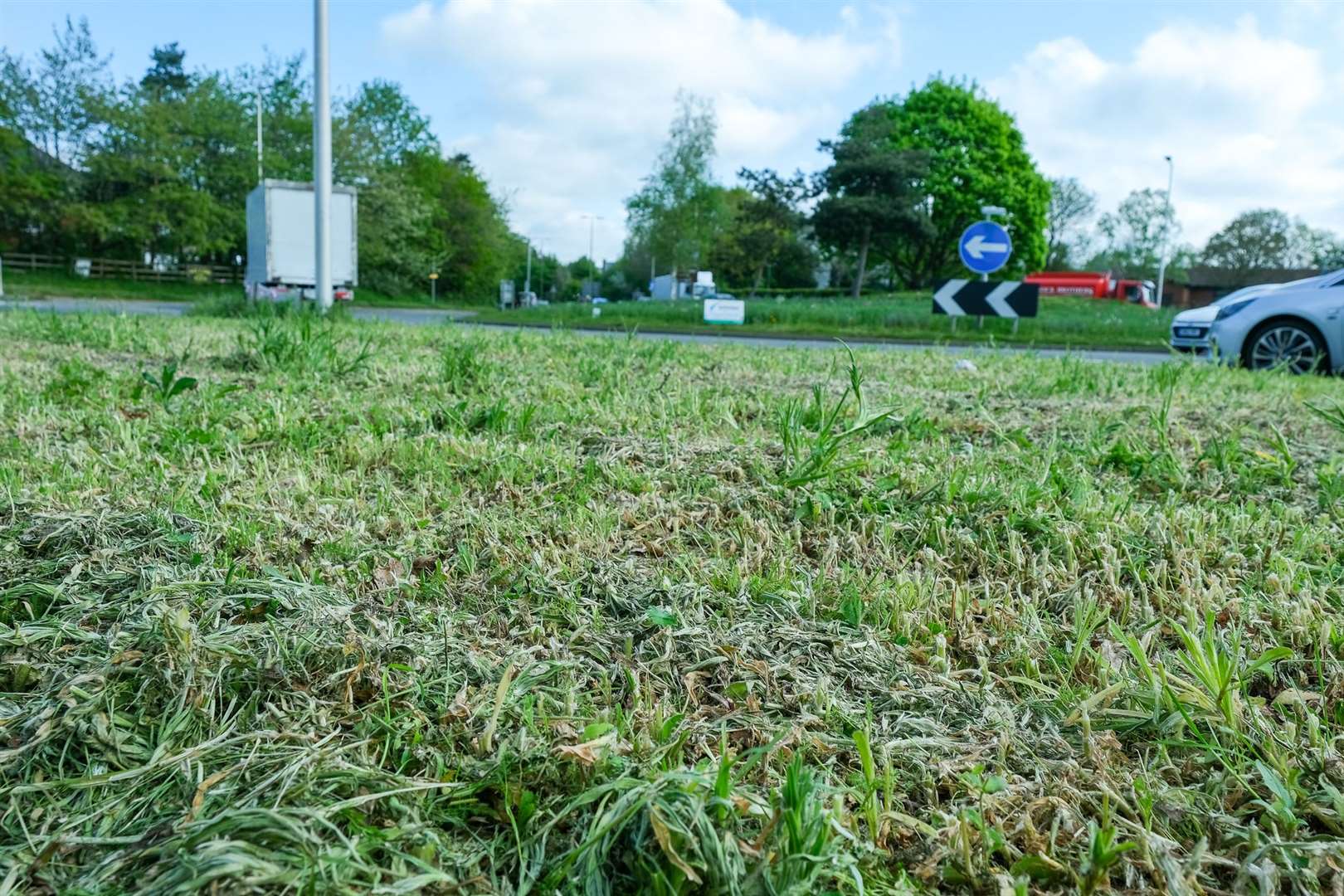 Wildflowers have been mown in error