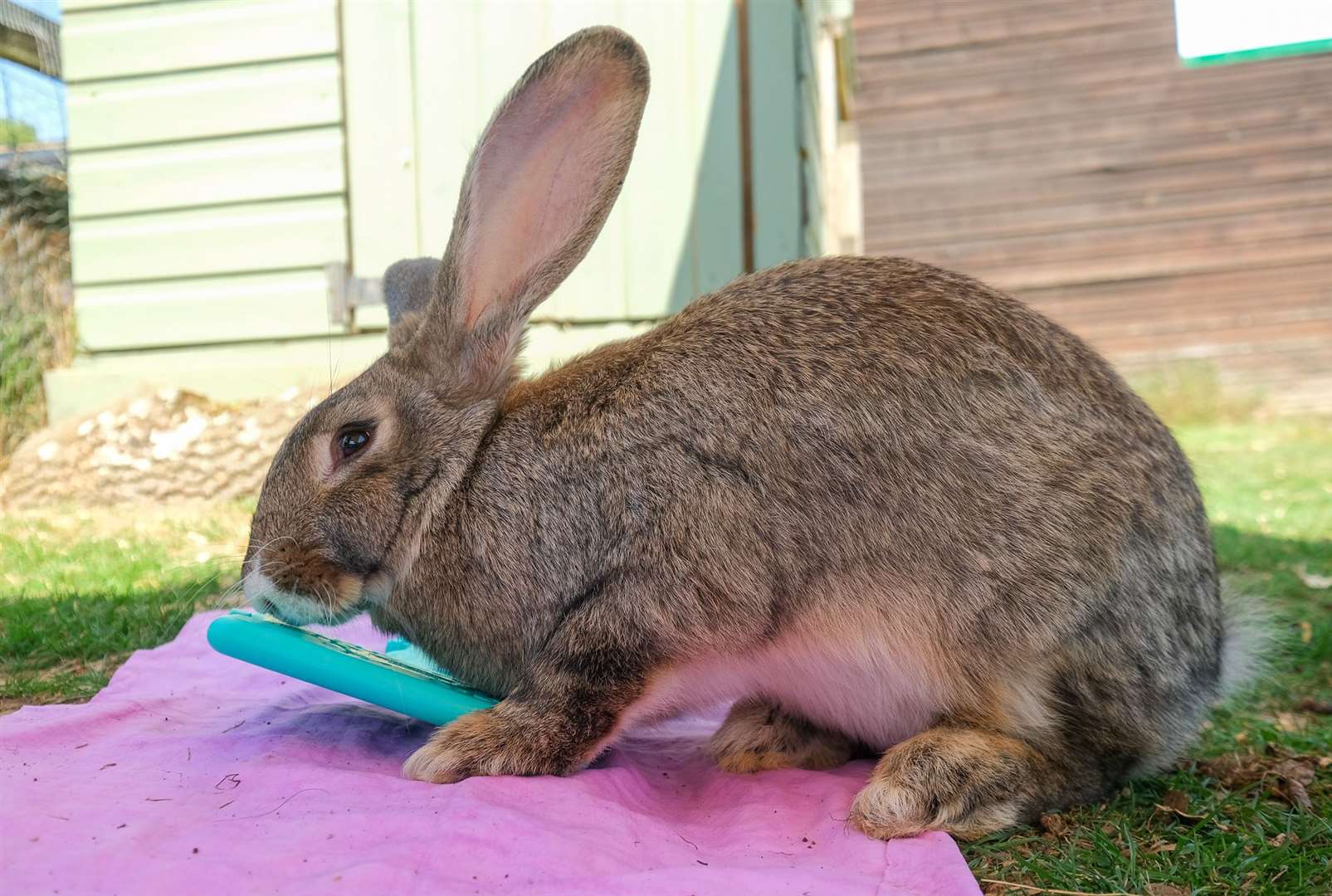 Ice packs for the giant rabbits