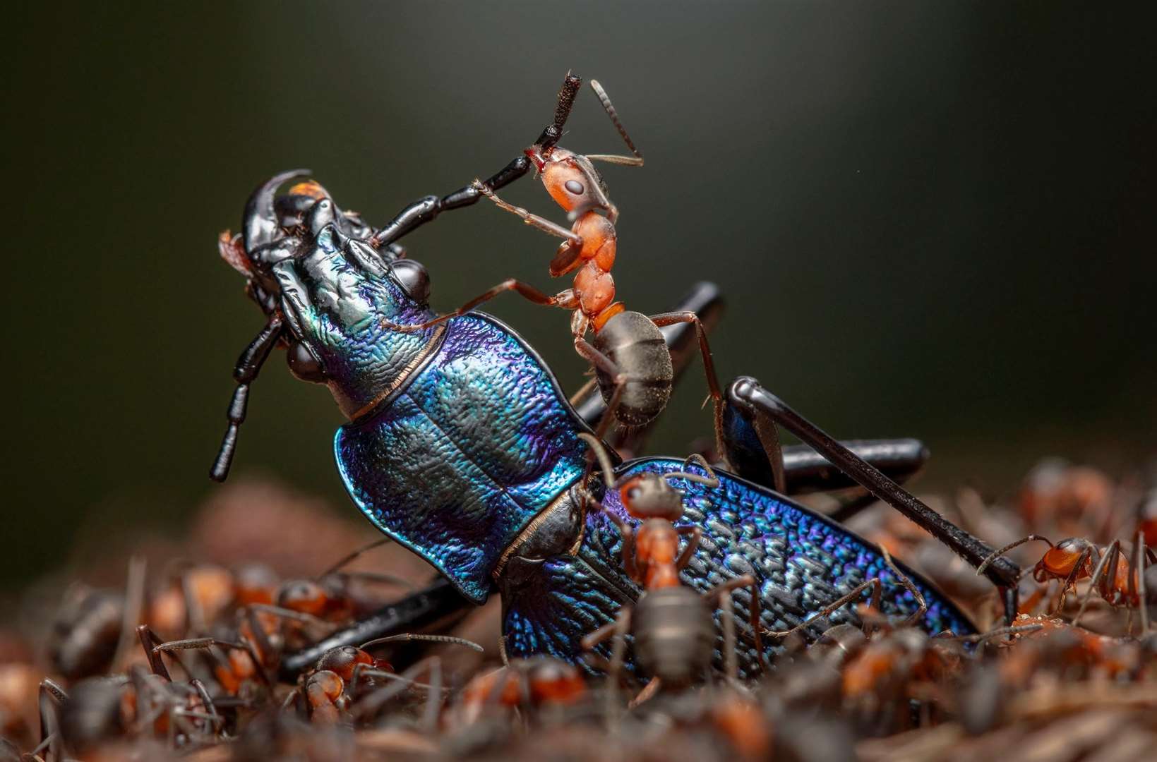 © Ingo Arndt, Wildlife Photographer of the Year