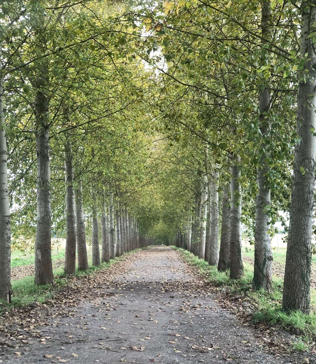 An avenue of poplar trees at Boxford