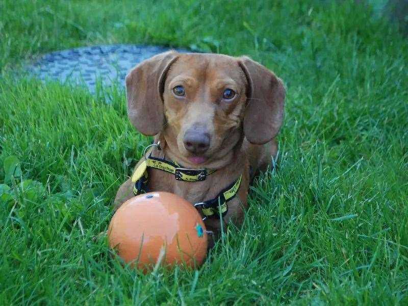Could you give Slinky his forever home?