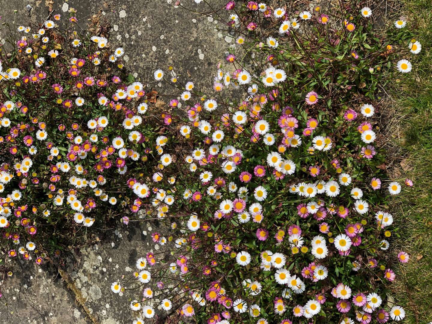 The Duke of Gloucester’s photo of daisies (Buckingham Palace/PA)