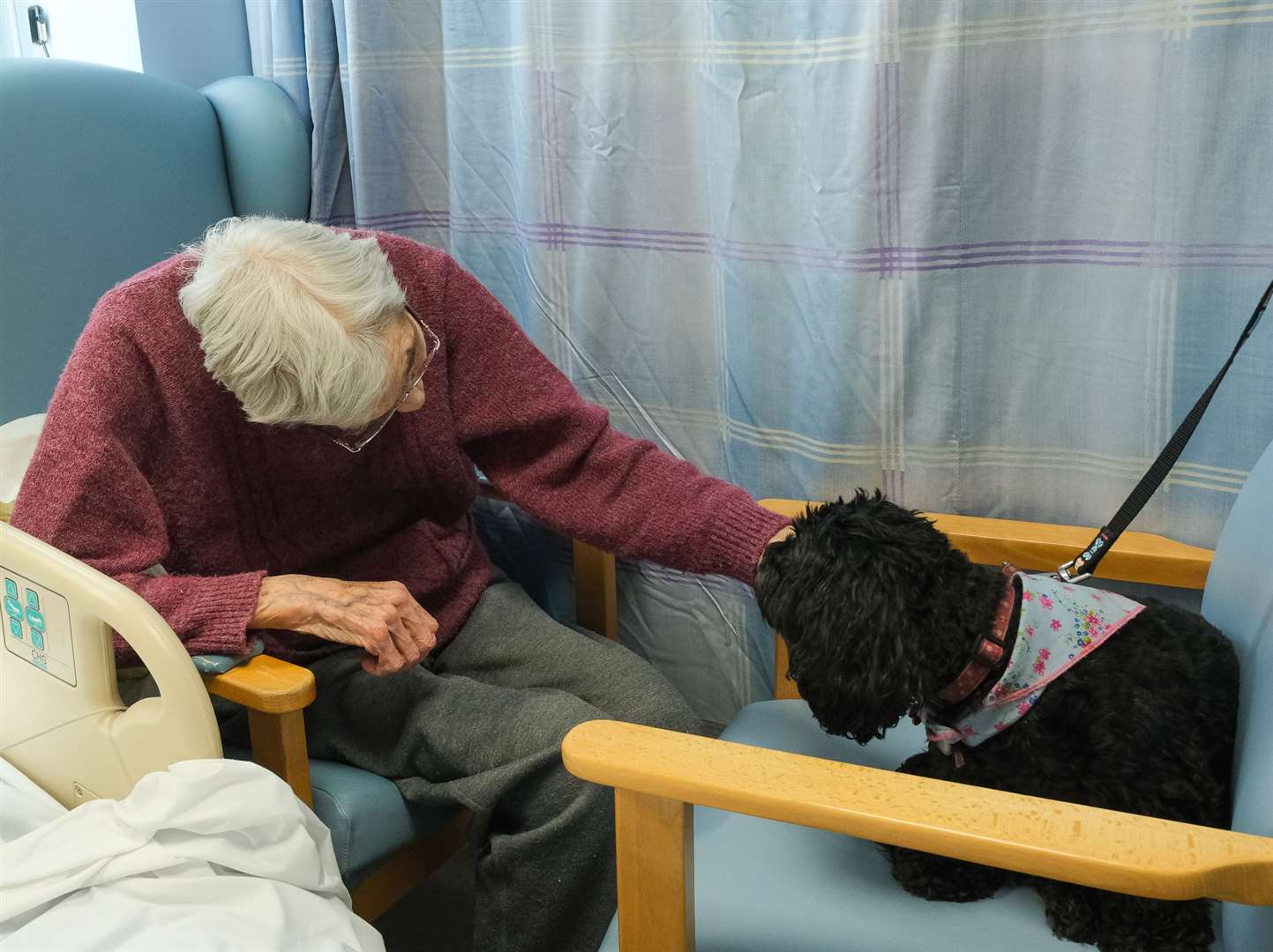 Bella the therapy dog visits West Berkshire Community Hospital .Ref: 05-0122