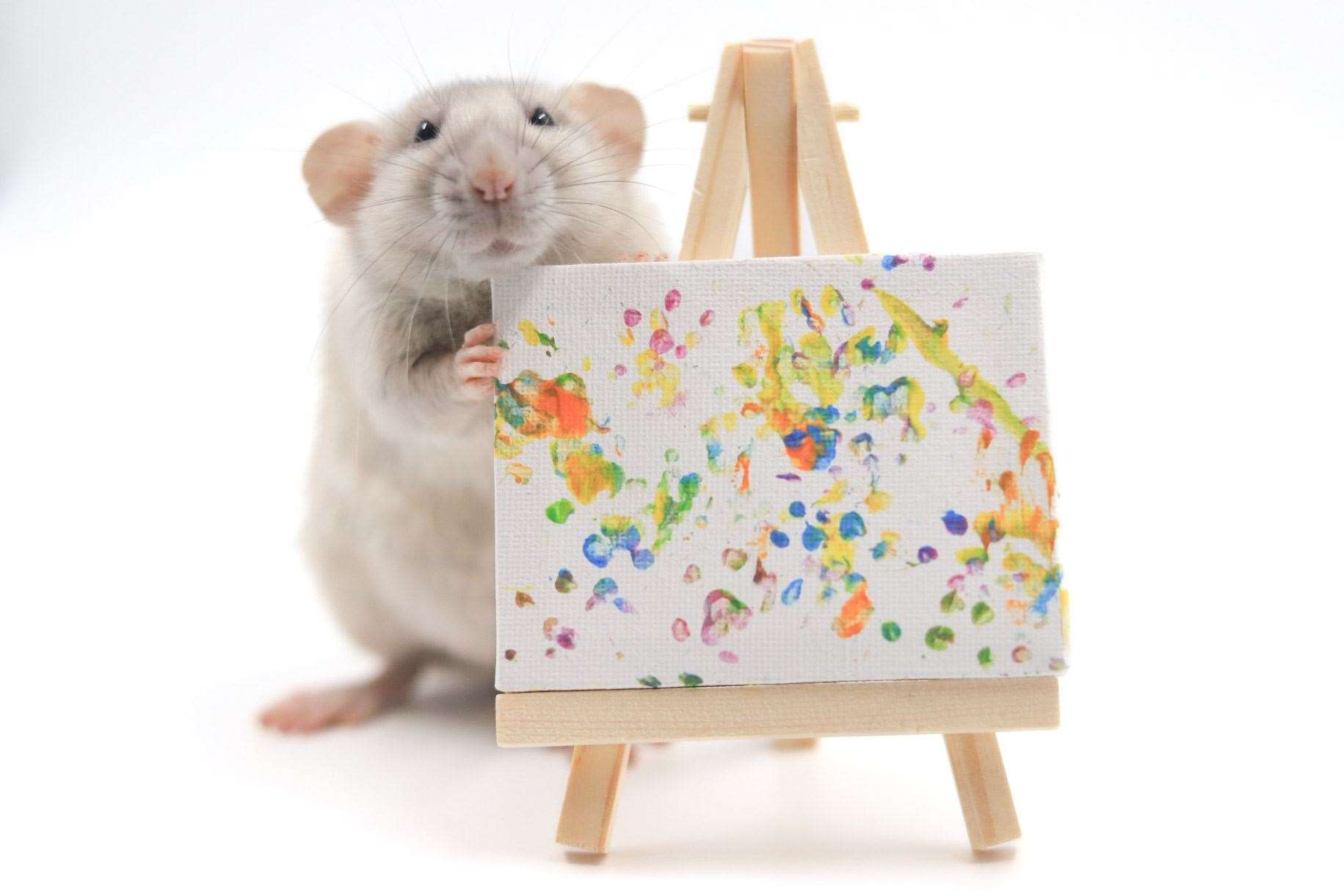 People can pick which rat paints for them (Steph Toogood/Toogoods Tiny Paws/PA)