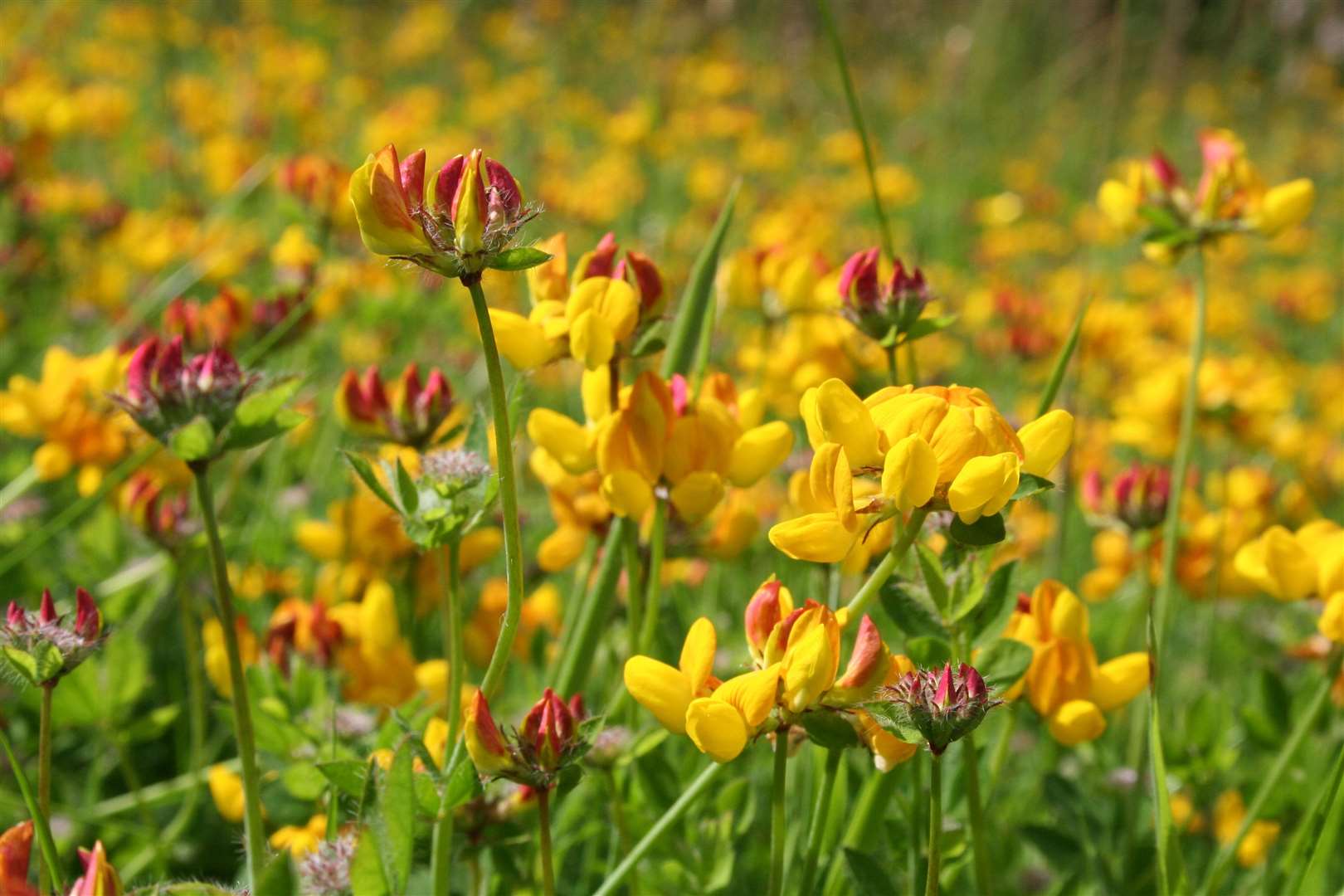 No Mow May – bird's-foot-trefoil Picture: Trevor Dines Plantlife