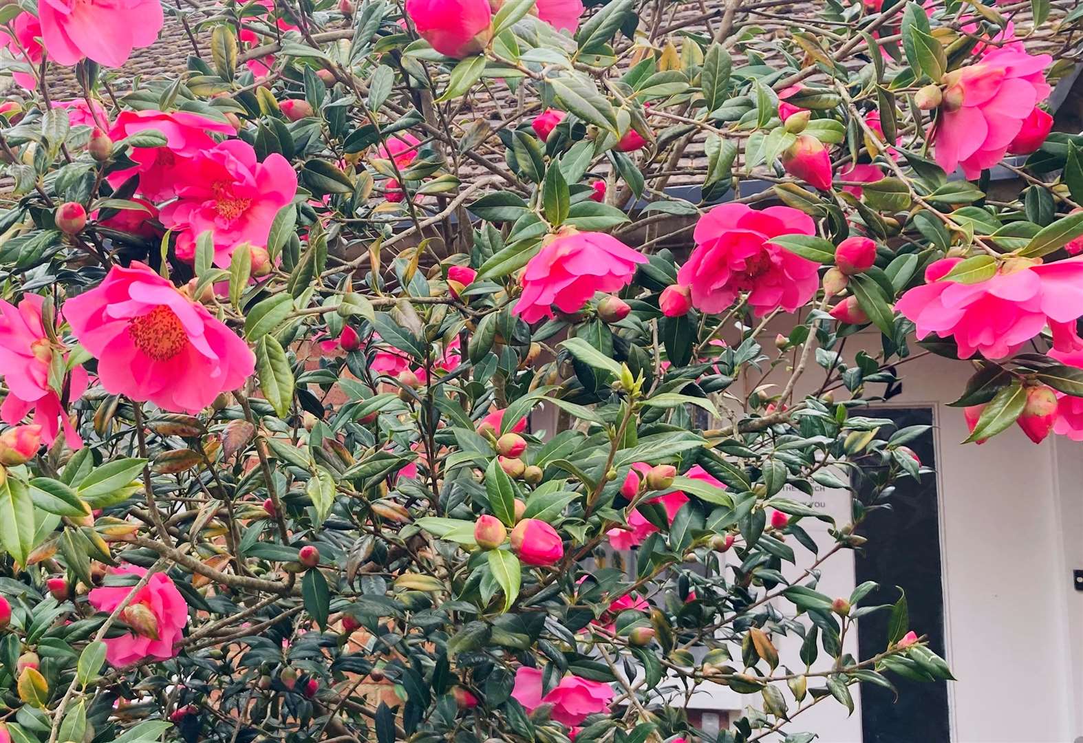 Flowering Camellia Japonica in the village of Aldworth