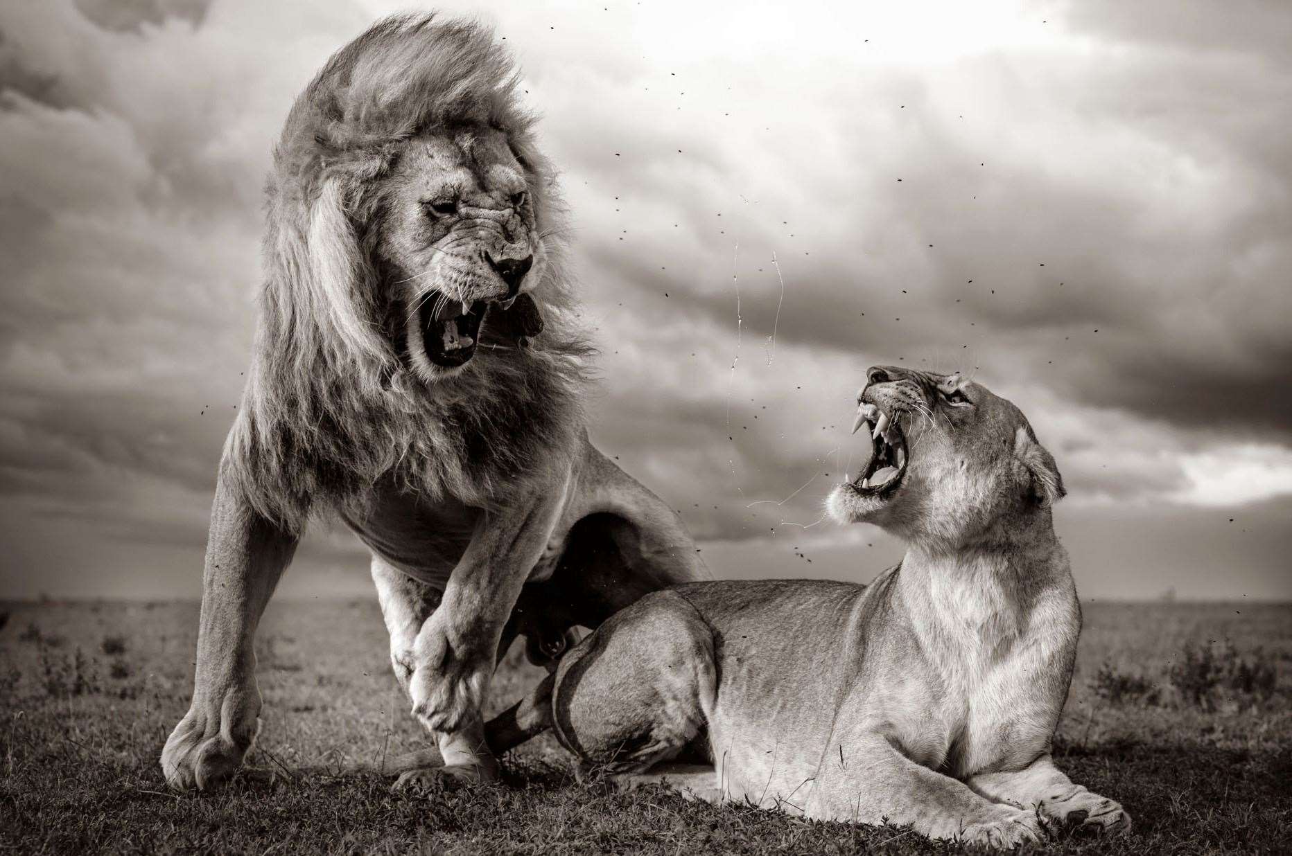 © William Fortescue, Wildlife Photographer of the Year