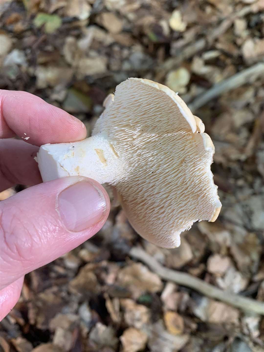 Hedgehog mushroom (60760756)