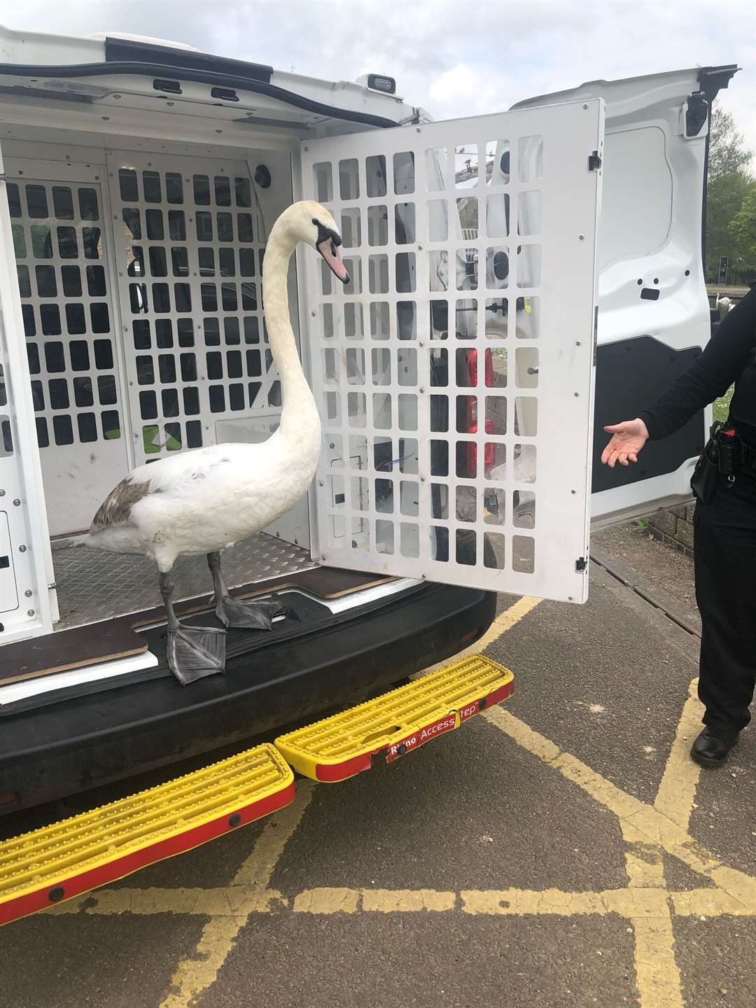 The swan gets a lift back to the pond