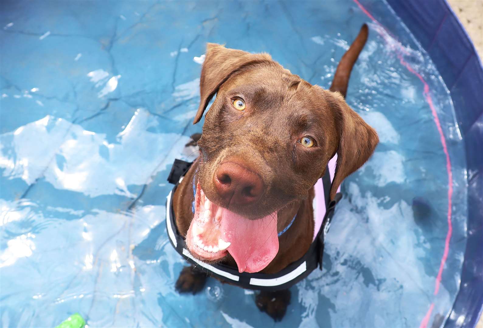 Keep your pets safe in the warmer weather