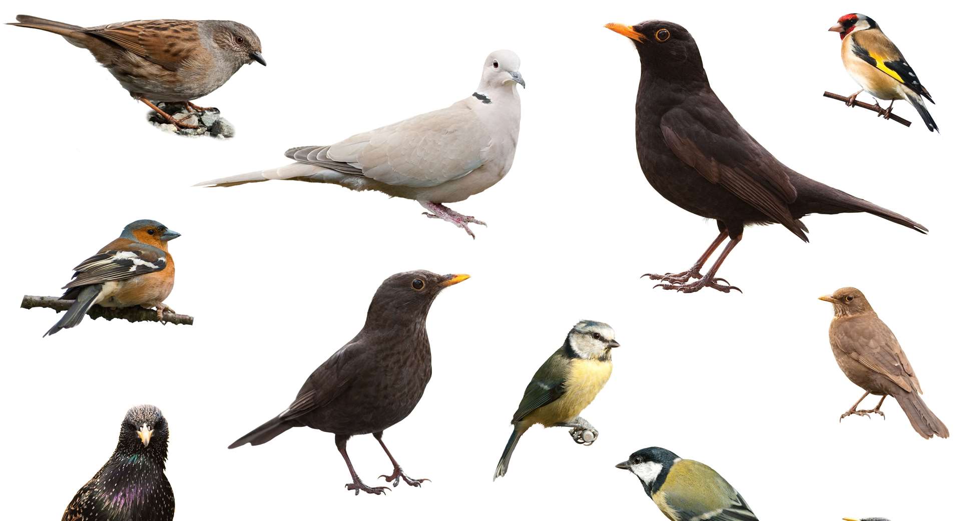Garden birds