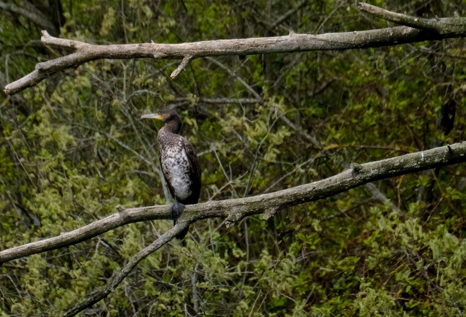 Thatcham Nature Discovery Centre - cormorant