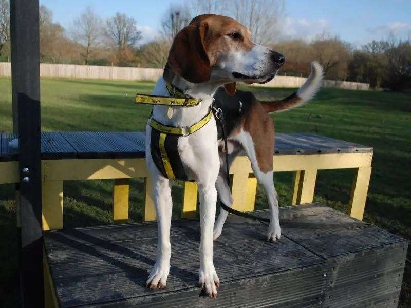 Could you give Finn a loving home?