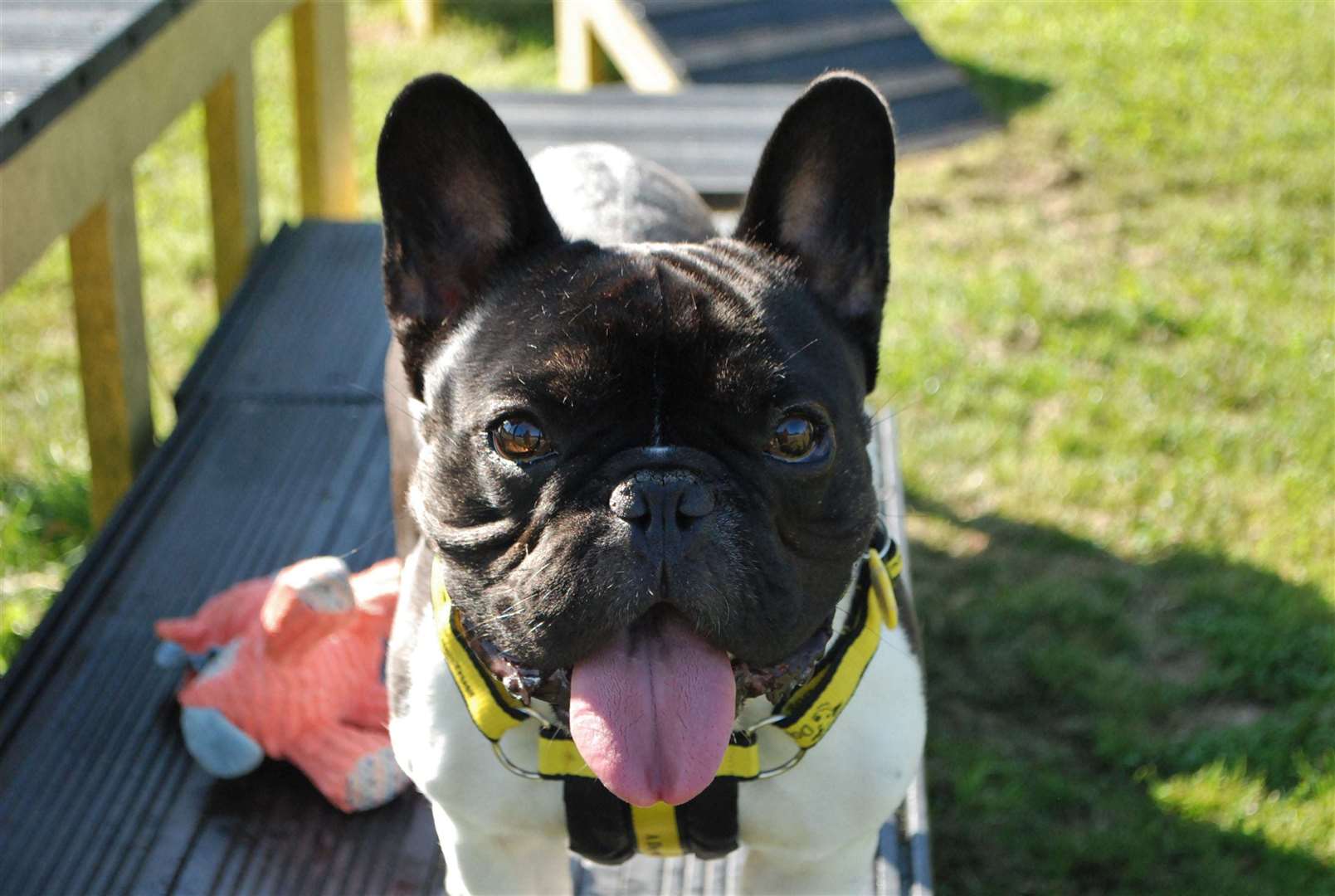 Bernie is looking for his forever home