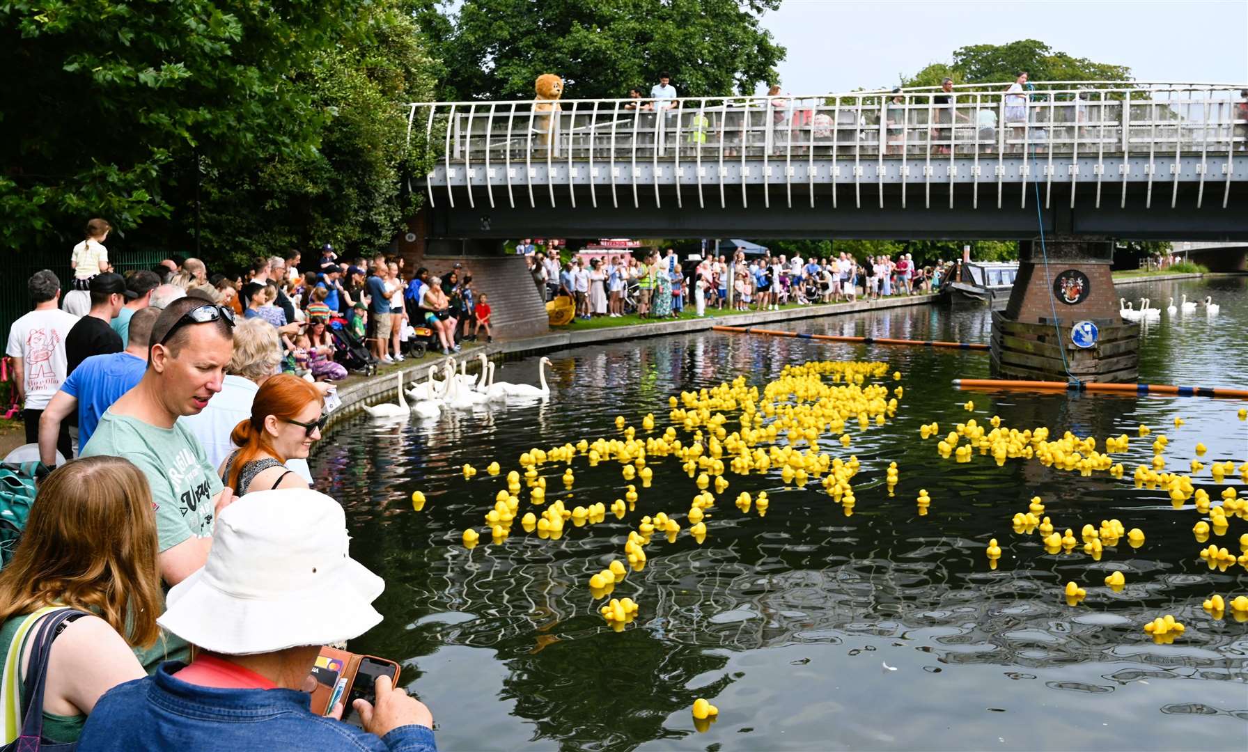 Hundreds of ducks raced along the canal in September