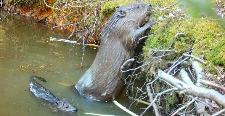 Mum and baby beaver at Ewhurst Park