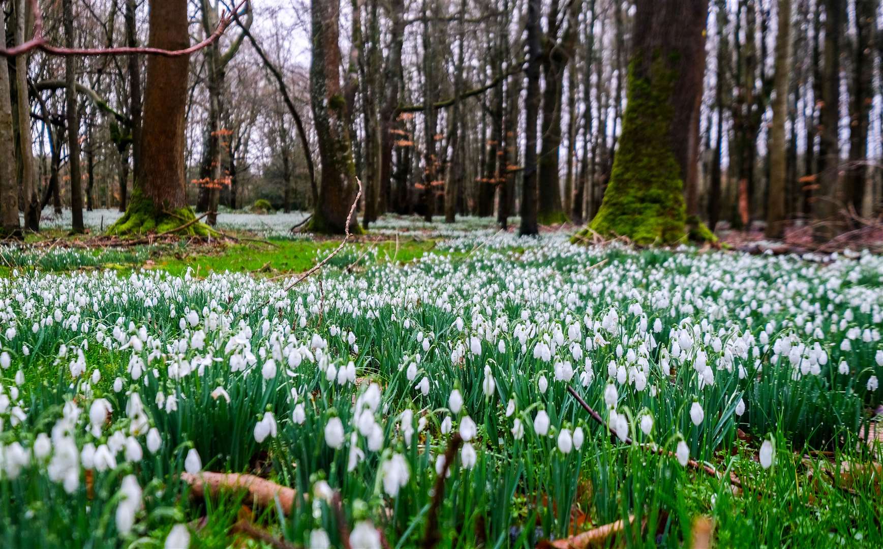 Welford Park snowdrops