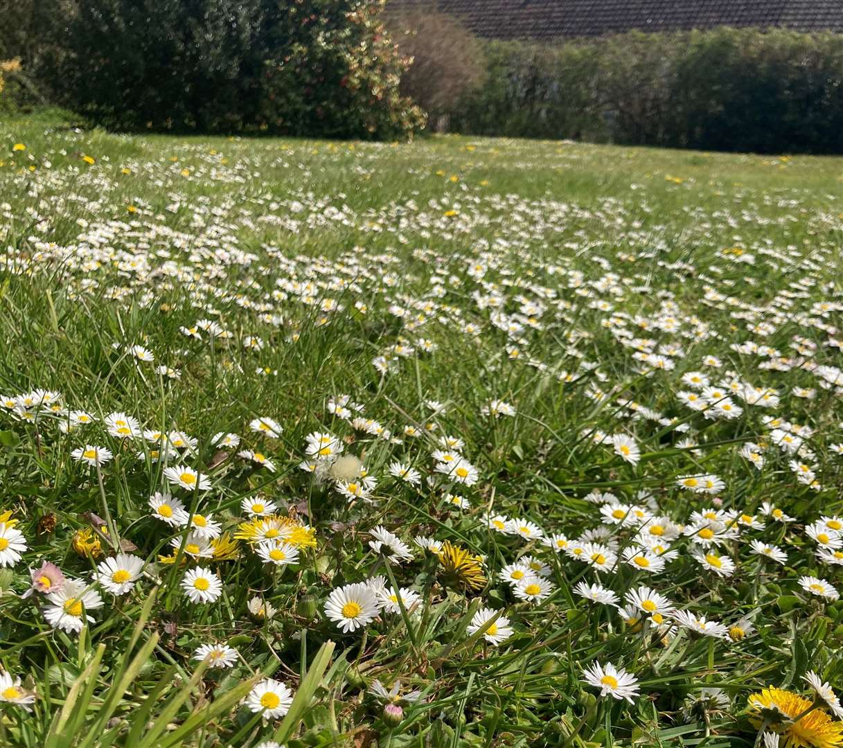 No Mow May Picture: Archie Thomas Plantlife