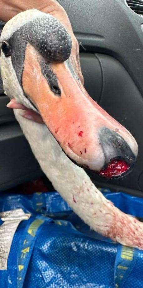 Two swans have been taken into care after being attacked in central Newbury