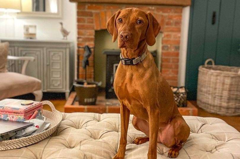 Six-year-old Marnie died after contracting Alabama Rot. Credit: Anderson Moores