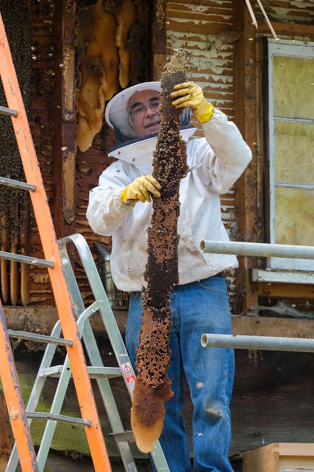 Beekeeper Manoochehr Gerayesh with a two-metre long honeycomb