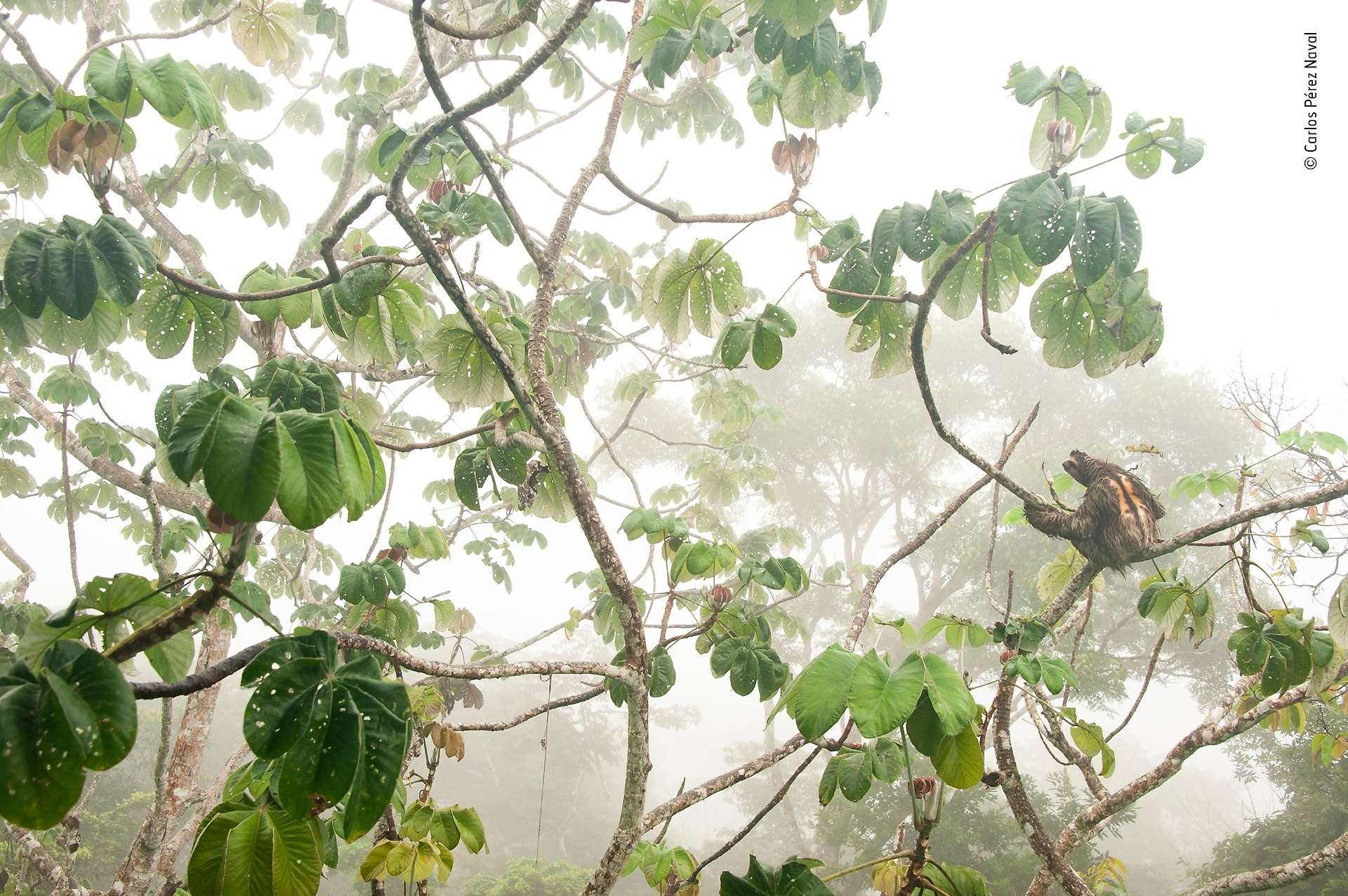 Picture: Carlos Perez Naval/Wildlife Photographer of the Year