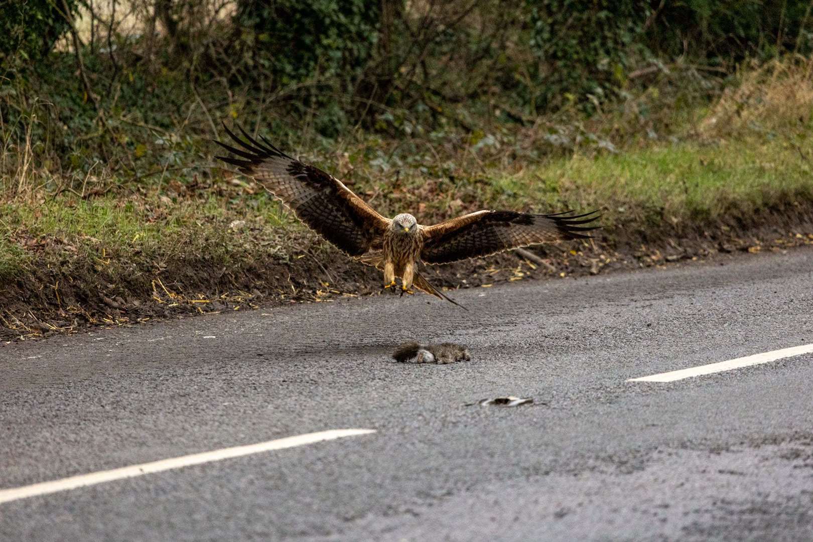 Bev Hiller captured these beautiful photos of this red kite just outside Newbury