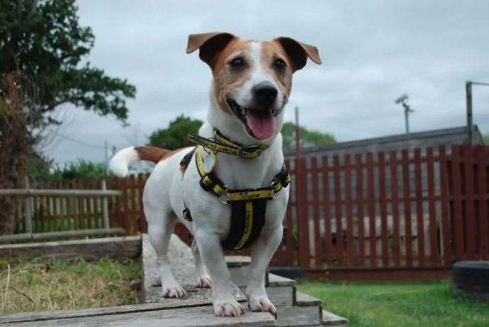 Could you give Junior a loving home?