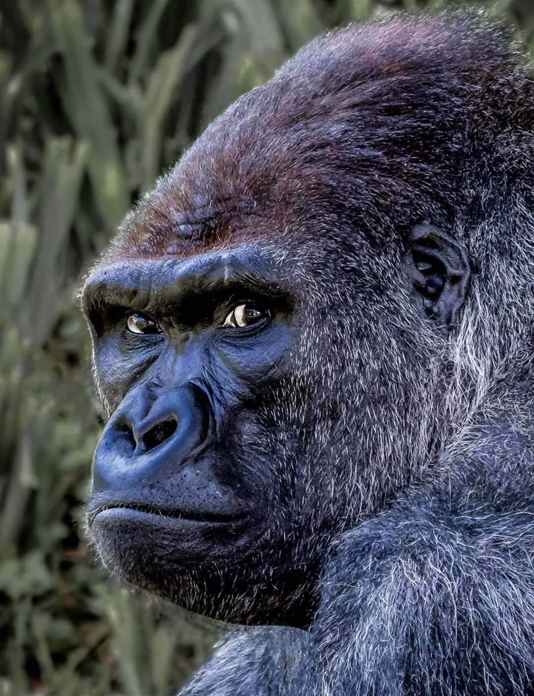 Lowland Gorilla- Rob Carpenter
