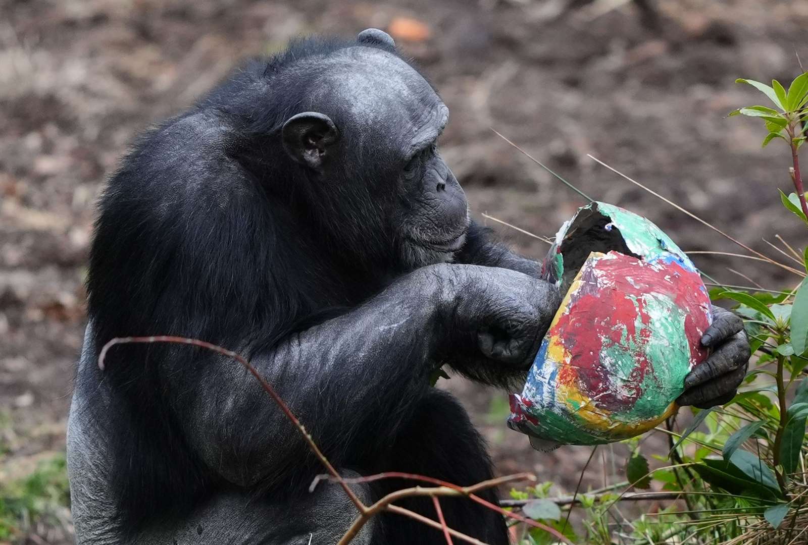 Chippie the chimpanzee enjoys the contents after cracking into one of the eggs (Andrew Milligan/PA)