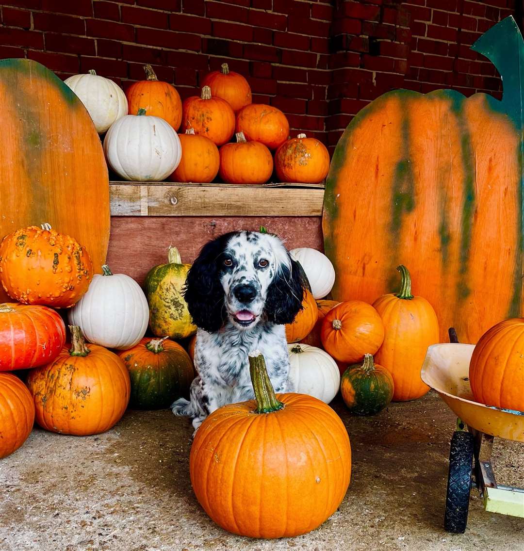 Boyd's pumpkin patch