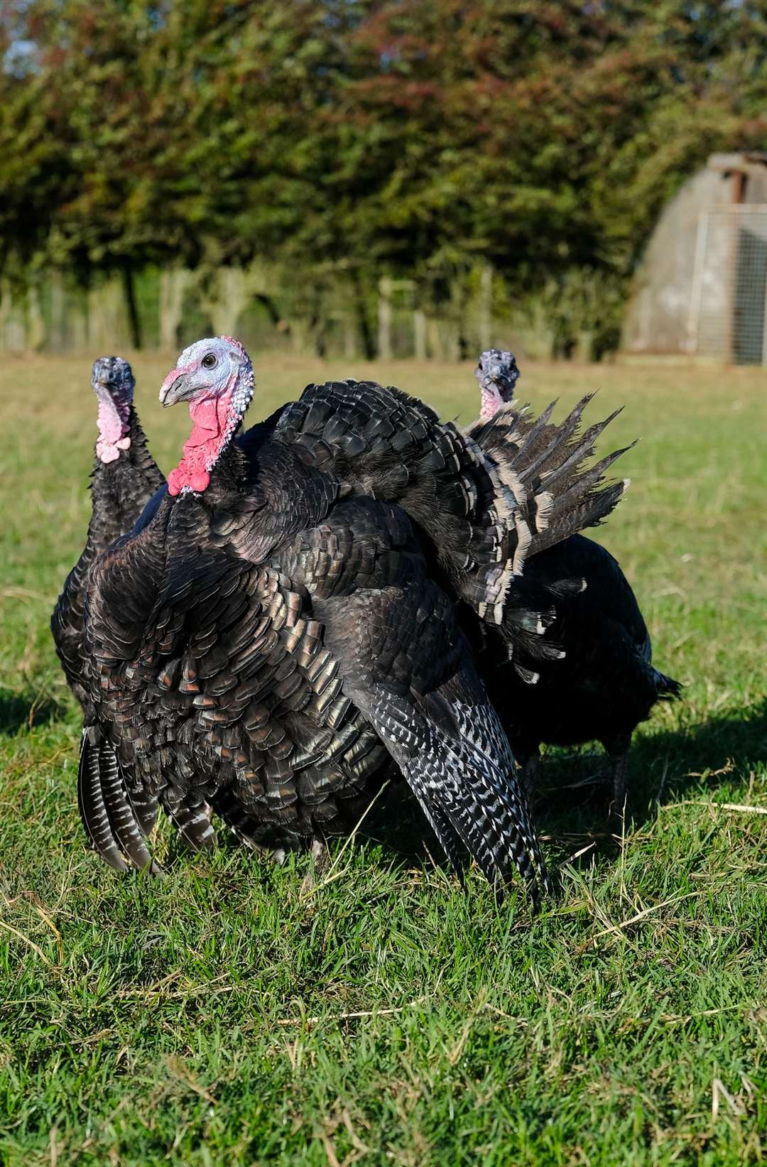 Walters Turkeys