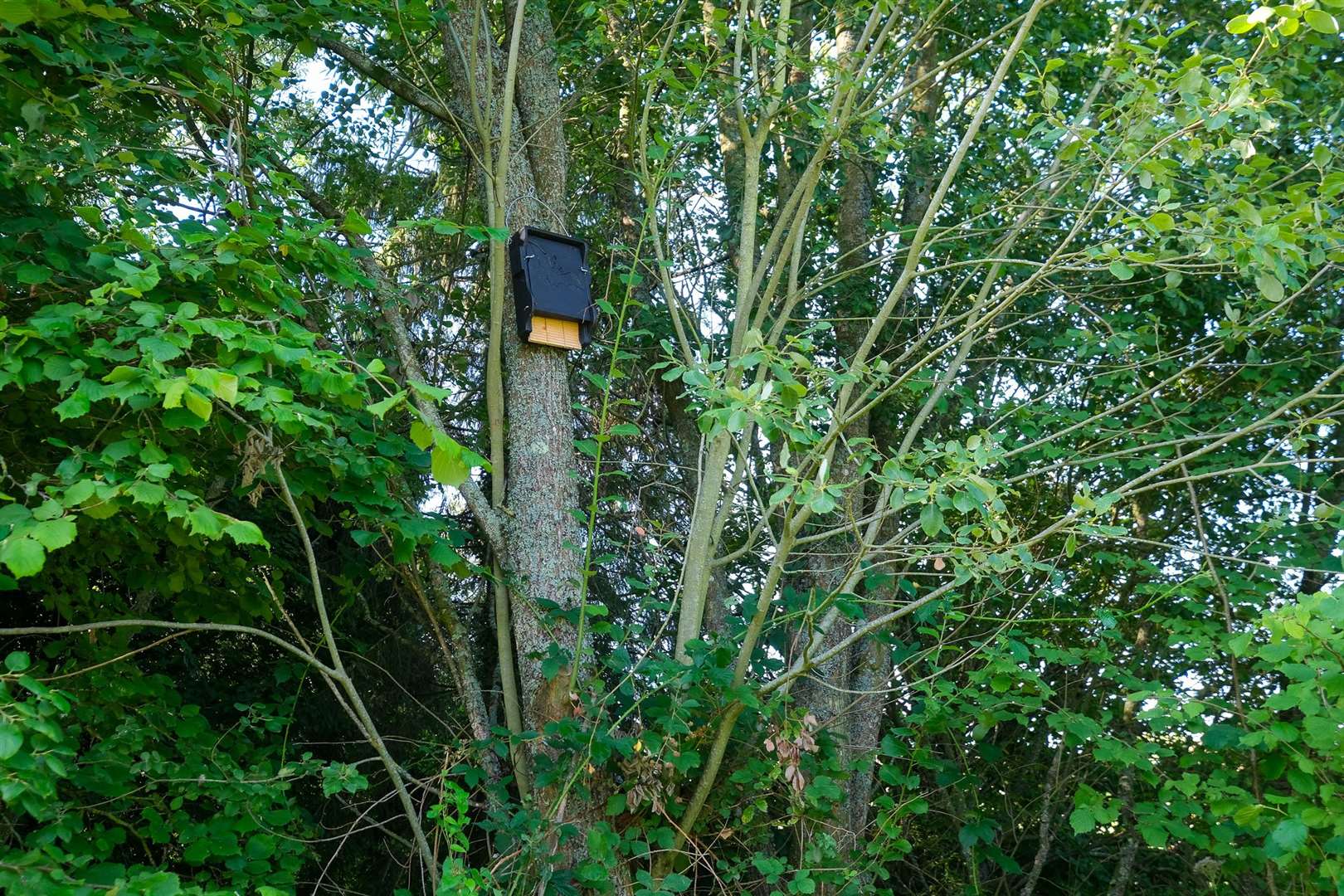 One of the bat boxes on Marsh Common