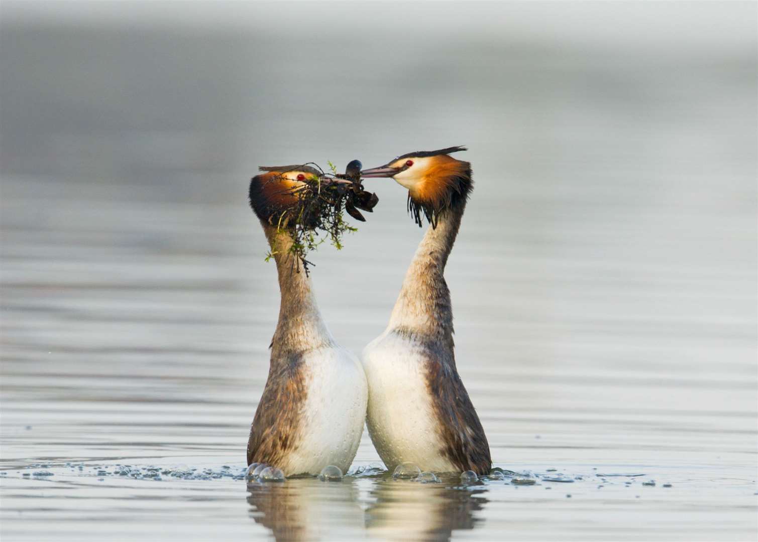 Great crested grebes (Podiceps cristatus) performing the 'weed dance' courtship ritual. Picture: Andrew Parkinson/ 2020Vision