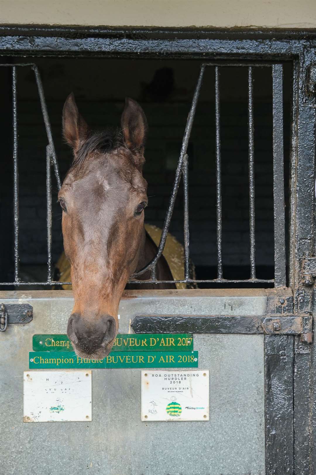 Buveur D'Air looks relaxed at his Seven Barrows home