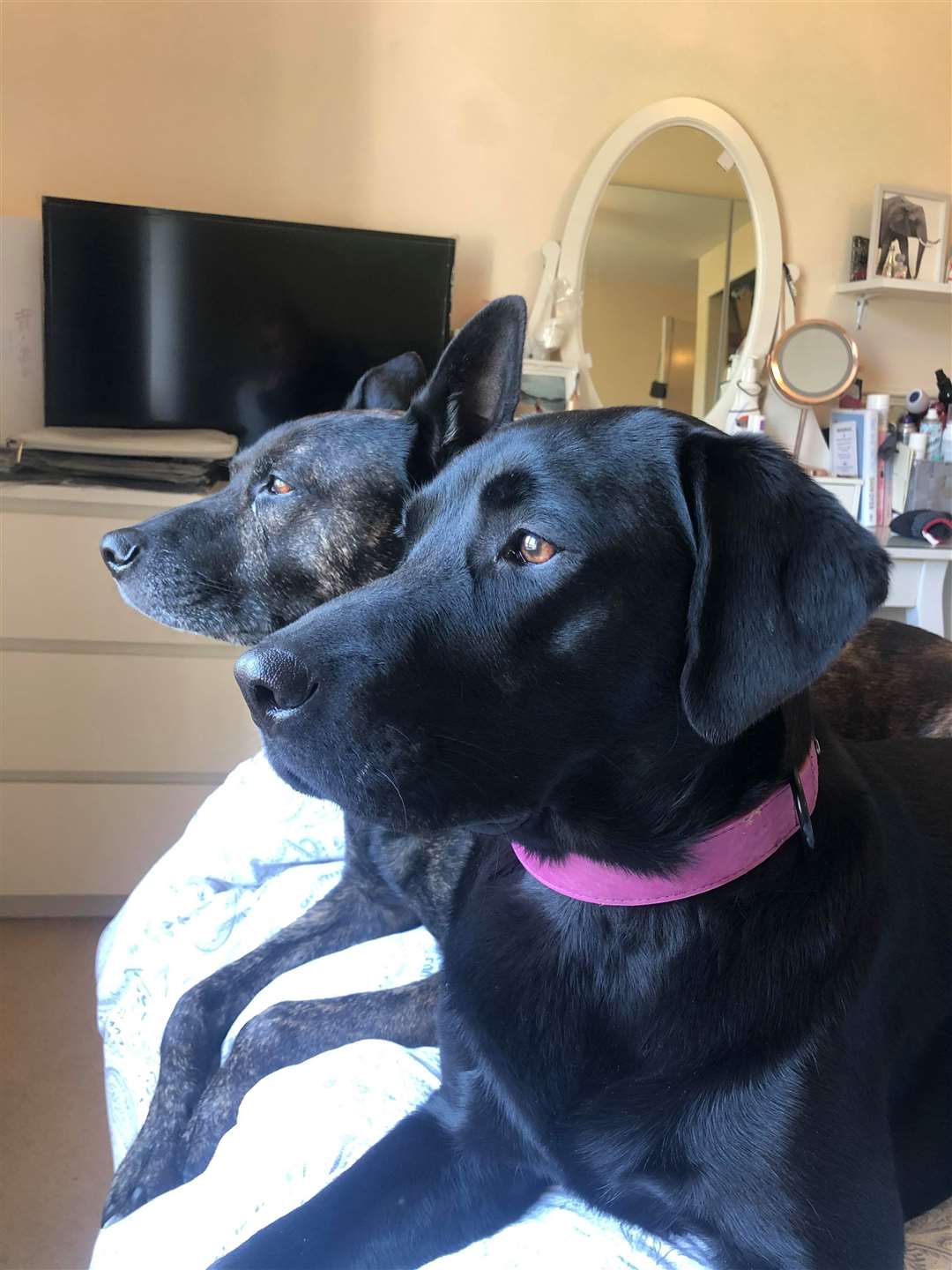 Back with Baz, Maisie has now recovered from her ordeal
