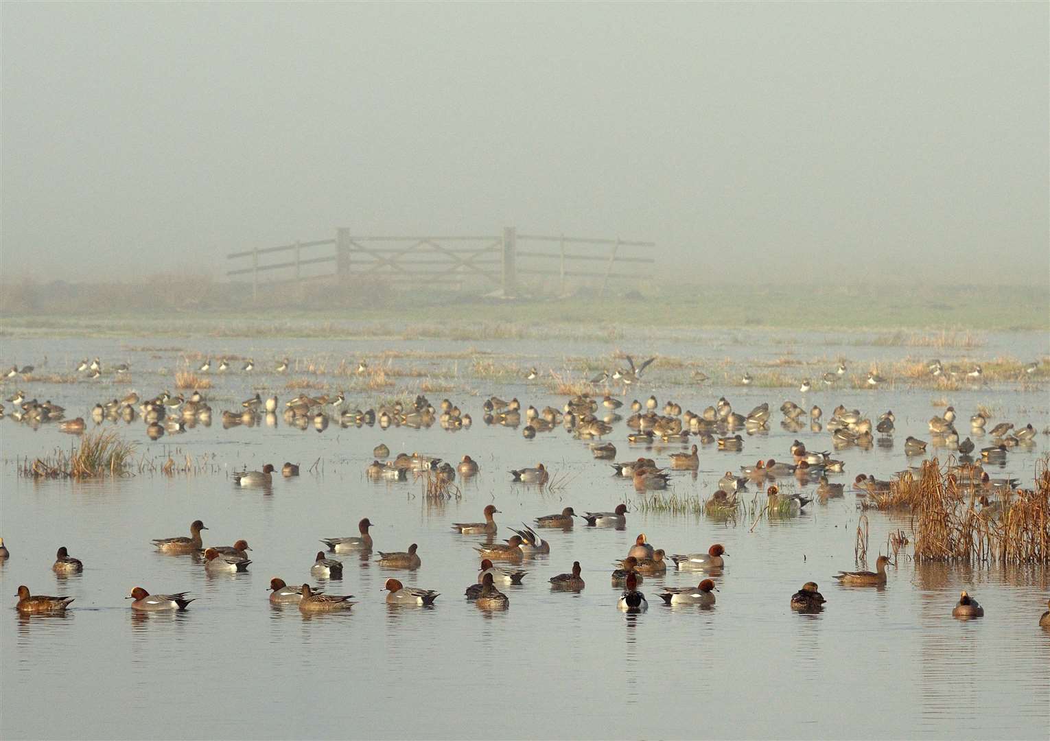 Wigeon flock © Nick Upton (forward slash) 2020VISION