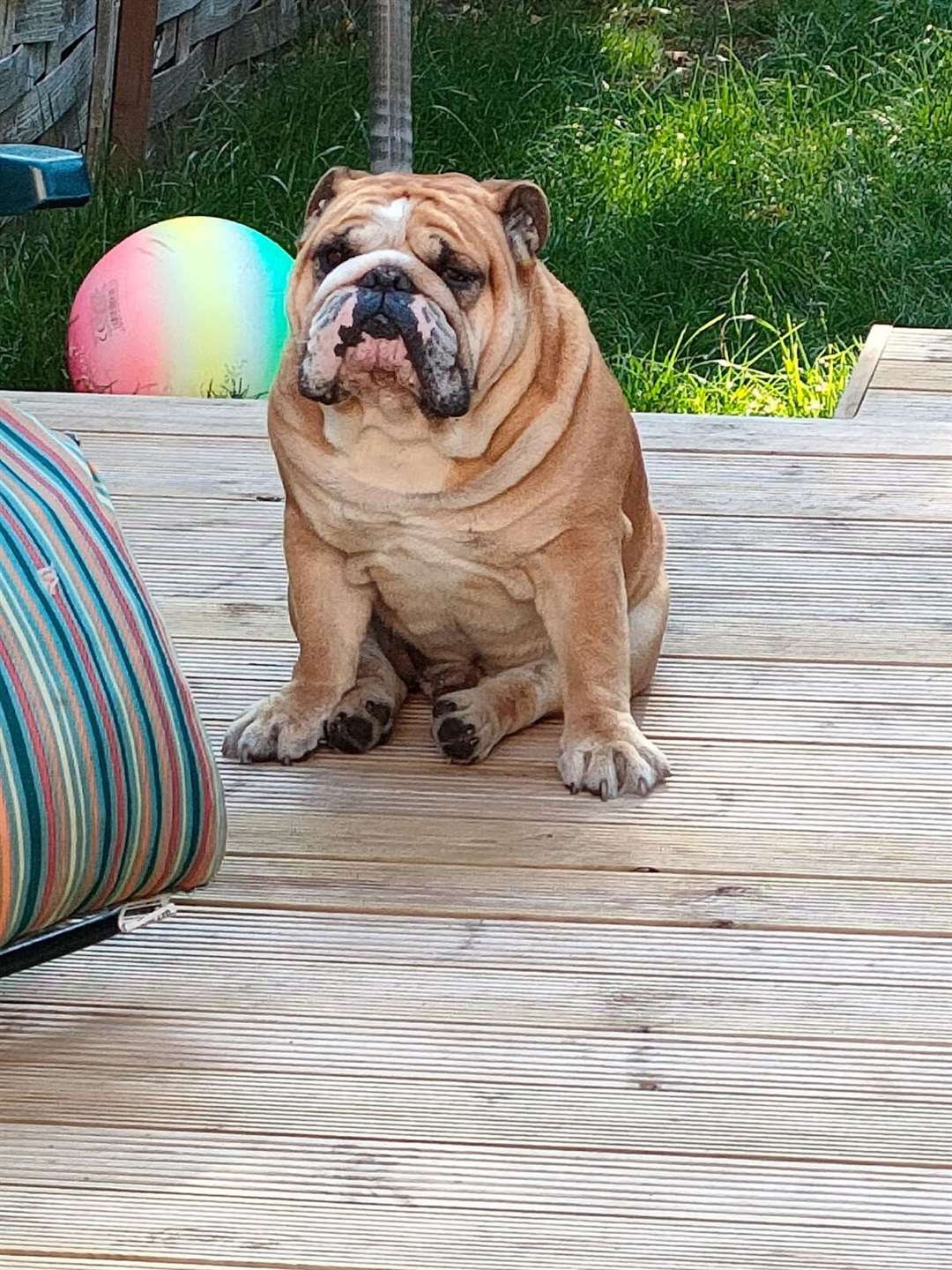 British Bulldog Winston George age 5 from Kingswinsford, West Midlands